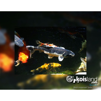 Mejores peces koi seleccionados por koisland