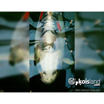 Mejores peces koi seleccionados por koisland