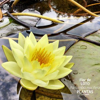 Plantas - Loto, la flor sagrada