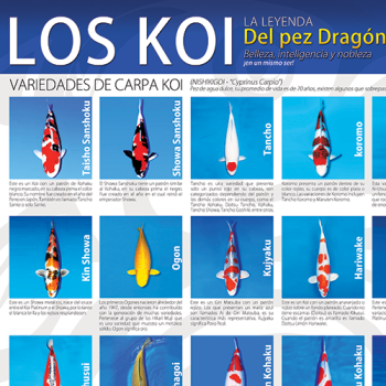 Afiche variedades del pez koi