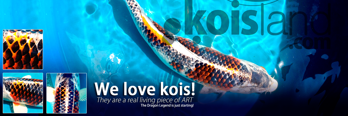 Variedades de los peces koi