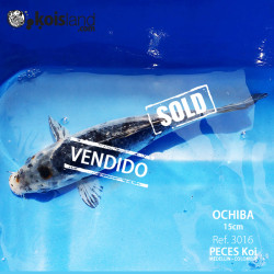 REF.3016 - Ochiba 15cm