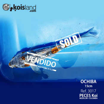 REF.3017 - Ochiba 15cm