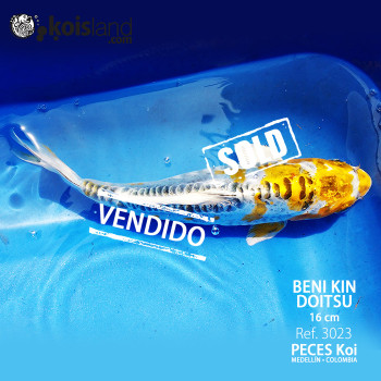 REF.3023 - Beni KIN Doitsu 16cm