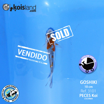 REF.3101 - Goshiki