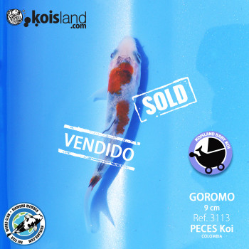 REF.3113 - Goromo