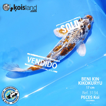 REF.3134 - Beni KIN Kikokuryu 17cm