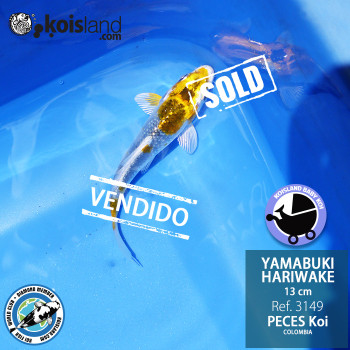 REF.3149 - Yamabuki Hariwake 13cm