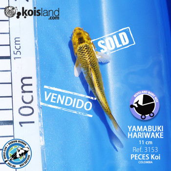 REF.3153 - Yamabuki Hariwake 11cm