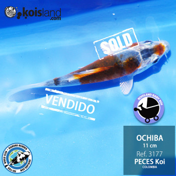 REF.3177 - Ochiba 11cm