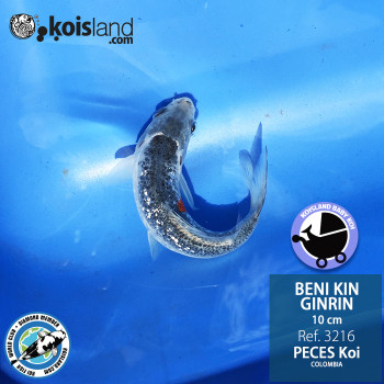 REF.3216 - Beni KIN Ginrin 10cm