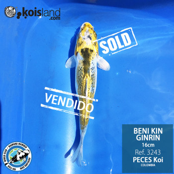 REF.3243 - Beni KIN Ginrin 16cm