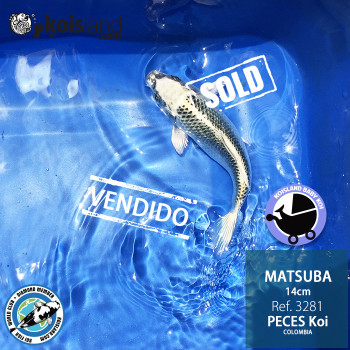 REF.3281 - Matsuba 14cm