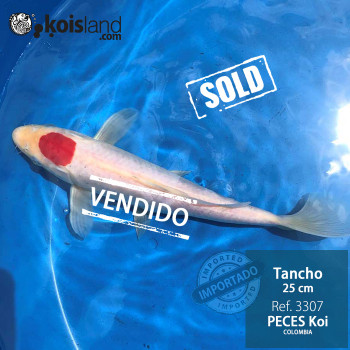 REF.3307 - Tancho 25cm