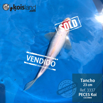 REF.3337 - Tancho 23cm