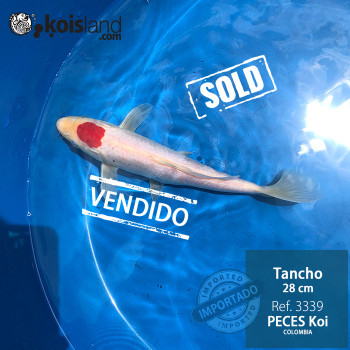 REF.3339 - Tancho 28cm