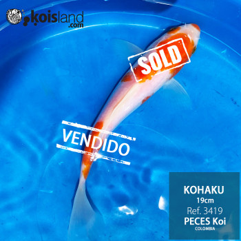 REF.3419 - Kohaku