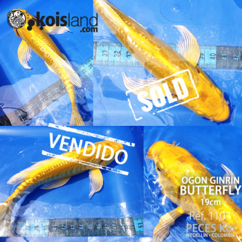 REF.1103 - Ogon Ginrin Butterfly 19cm