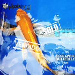 REF.1116 - Ogon Ginrin Butterfly 19cm