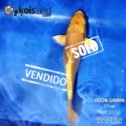 REF.2606 - Ogon Ginrin 17cm