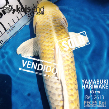 REF.2613 - Yamabuki Hariwake 43cm